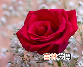 玫瑰代表什么意思,玫瑰花代表什么意思?