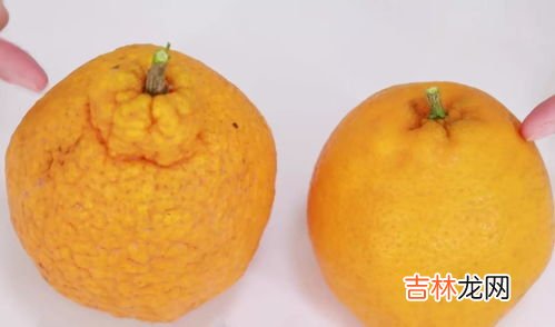 耙耙柑跟橘子的区别是什么,耙耙柑是橙子还是橘子 耙耙柑是不是就是丑橘