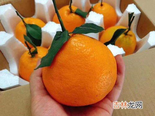 耙耙柑跟橘子的区别是什么,耙耙柑是橙子还是橘子 耙耙柑是不是就是丑橘