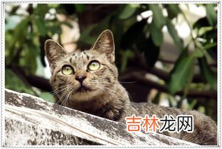 狸猫是什么猫,狸猫什么意思