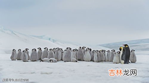 南北极的高空经常出现什么,6南北极的高空经常会出现什么？