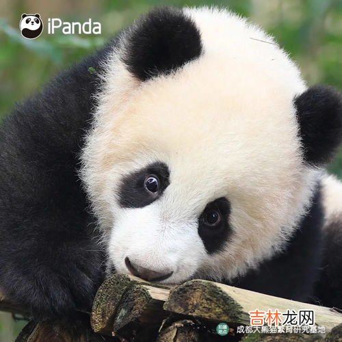大熊猫是猫吗,大熊猫是猫吗？