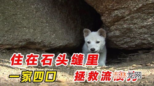 有上顿没下顿的动物,什么动物能做到轻松自如没有压力没有烦恼?