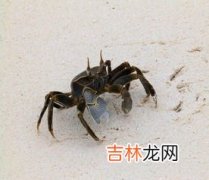 梦见大螃蟹是什么意思,梦见大螃蟹