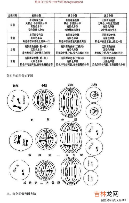 有丝分列与减数分列的区别,有丝分裂与减数分裂的区别