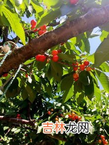 青岛樱桃节是几月几日,青岛一年共过多少个大型节会？