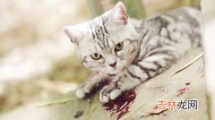 猫有感情吗,猫咪对主人会有感情吗 猫咪对主人会有感情