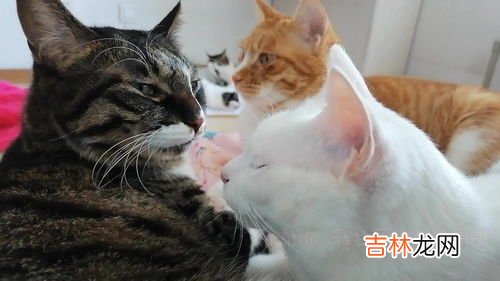 猫有感情吗,猫咪对主人会有感情吗 猫咪对主人会有感情