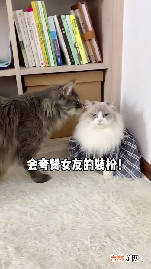 猫有感情吗,猫咪对主人会有感情吗 猫咪对主人会有感情