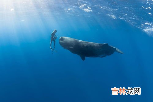 鲸鱼怎么喂奶,在海里生活的鲸鱼，是怎么给鲸鱼宝宝喂奶的？