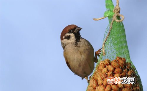 麻雀是几级保护动物,麻雀是几级保护动物?