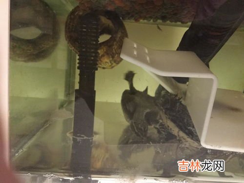 雌是公还是母,雌是公还是母