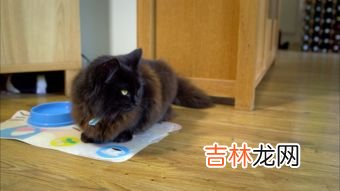 猫的祖先是什么动物,猫的祖先是什么动物?