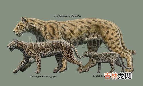 猫的祖先是什么动物,猫的祖先是什么动物?