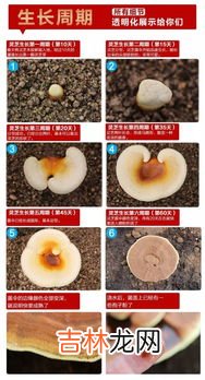 灵芝孢子粉的功效与作用及食用方法,灵芝破壁孢子粉胶囊作用及食用方法