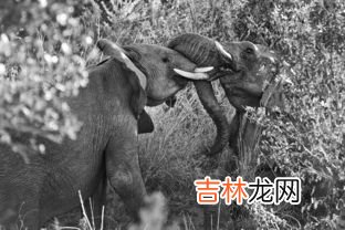 梦见沟壑什么意思,梦见沟壑预示着什么?有什么特殊意思?