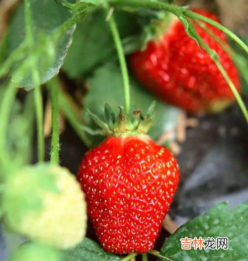 草莓发白了还能吃吗,草莓发白是怎么回事 草莓发白是变质了吗