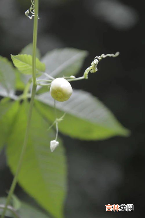 老鹰茶有什么功效和作用,为什么火锅要加老鹰茶？