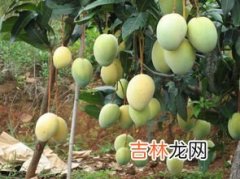 芒果仔怎么种植技术,芒果种子怎么种