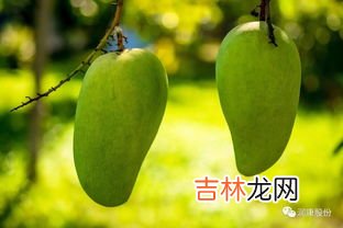 芒果仔怎么种植技术,芒果种子怎么种