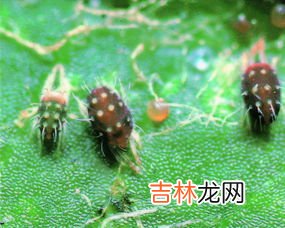 螨虫怎么去除,身上螨虫怎么去除最有效方法