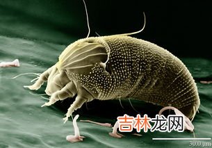 螨虫怎么去除,身上螨虫怎么去除最有效方法