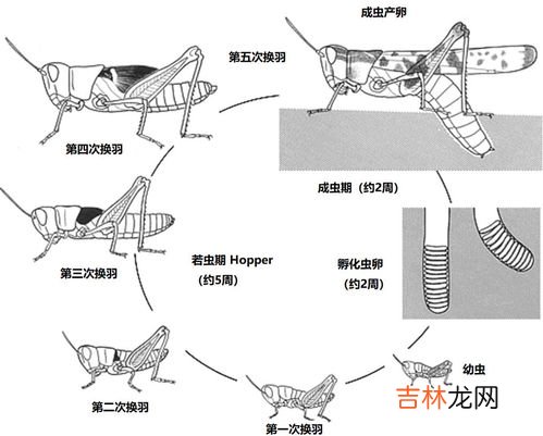 蚂蚱 蚂蚱产卵是什么样子的,蝗虫的卵是长形的还是颗状的?