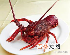 澳洲龙虾和波士顿龙虾的区别有哪些,澳洲龙虾与波士顿龙虾有何不同