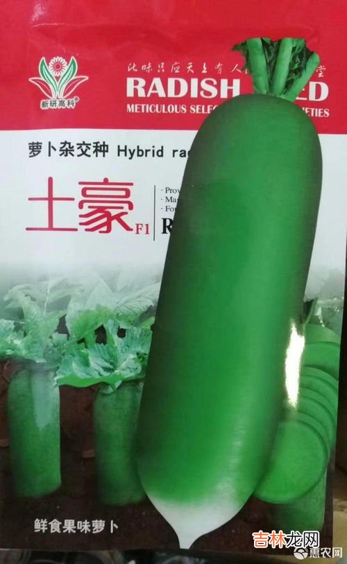 萝卜籽怎么种,萝卜种子种植方法和注意事项萝卜种子种植方法和注意事项有哪些