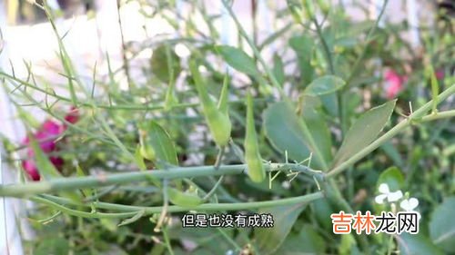 萝卜籽怎么种,萝卜种子种植方法和注意事项萝卜种子种植方法和注意事项有哪些