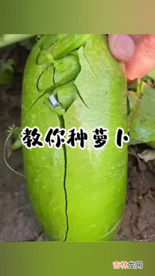 萝卜籽怎么种,萝卜种子种植方法和注意事项萝卜种子种植方法和注意事项有哪些