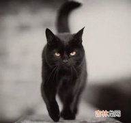 黑猫的寓意,黑猫代表什么 黑猫代表什么象征意义