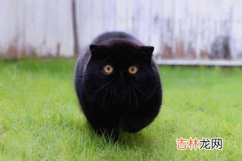 黑猫的寓意,黑猫代表什么 黑猫代表什么象征意义