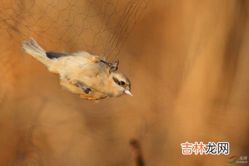 银花代表什么动物,十二生肖里面 银花是指那个生肖？