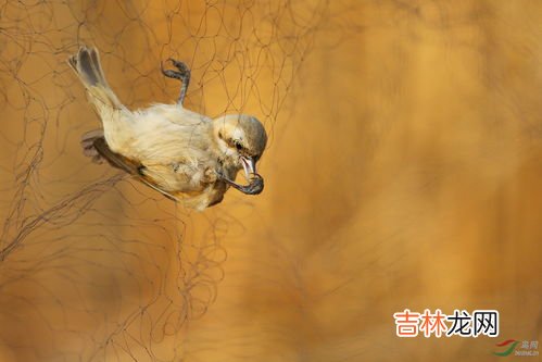 银花代表什么动物,十二生肖里面 银花是指那个生肖？