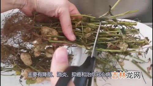 五倍子花的功效与作用,五倍子的功效与作用有哪些