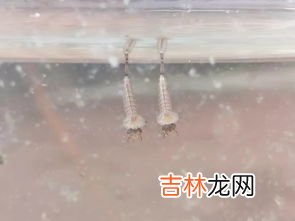 有蚊子没有蚊香怎么办,在房间没有蚊香怎么快速灭蚊子