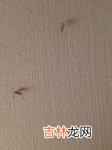 有蚊子没有蚊香怎么办,在房间没有蚊香怎么快速灭蚊子