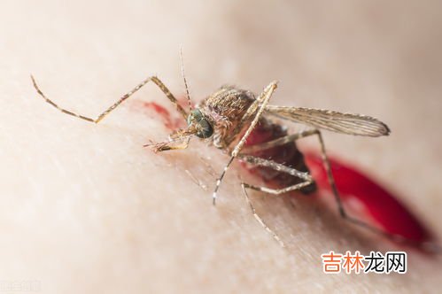 有蚊子没有蚊香怎么办,在房间没有蚊香怎么快速灭蚊子