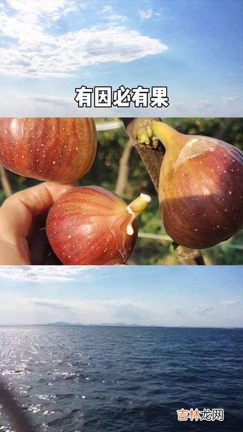 无花果的产地在哪里,无花果产地