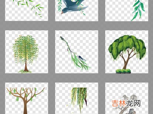柳树的叶子像什么样,走进看柳树的叶子像什么?