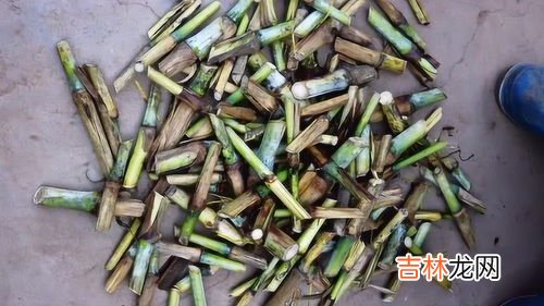 百年神草价格,被蜜蜂交了可以用百年神草吗？