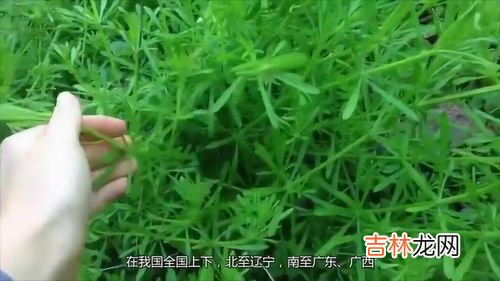 百年神草价格,被蜜蜂交了可以用百年神草吗？