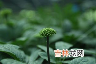 百年神草价格,被蜜蜂交了可以用百年神草吗？