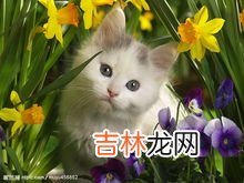 猫咪怀孕症状有哪些,猫咪怀孕有什么症状？