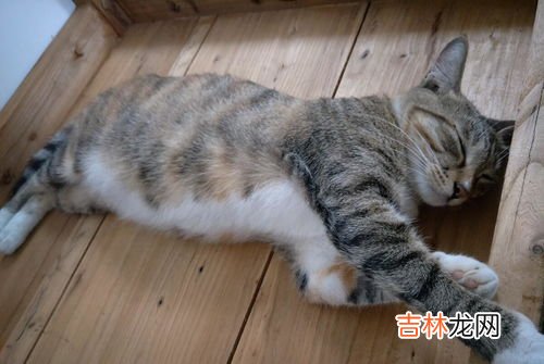 猫咪怀孕症状有哪些,猫咪怀孕有什么症状？