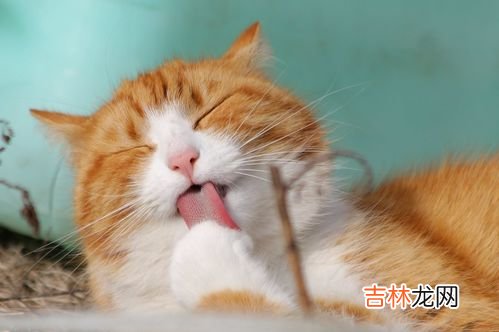 猫咪怀孕症状有哪些,猫咪怀孕有什么症状？