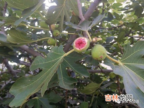 草莓上的小麻点,草莓上面的颗粒是什么