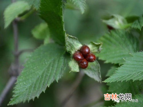 草莓上的小麻点,草莓上面的颗粒是什么