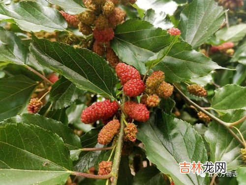 草莓上的小麻点,草莓上面的颗粒是什么